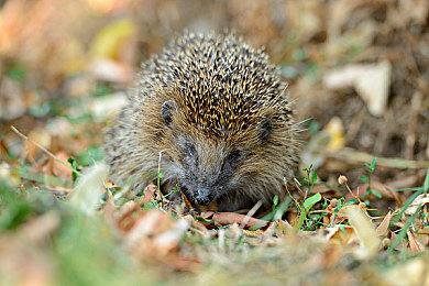 《浪人崛起》Steam版最新补丁上线 下个补丁4月中旬发布